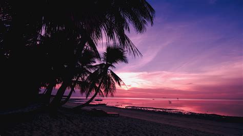 Palmen Strand Sonnenuntergang Tropen Zweige Ufer Bild Foto