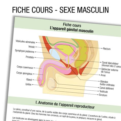 Fiche révision IFSI IDE Anatomie Apparariel urinaire Homme Cours