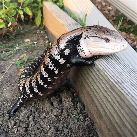 18 To 20 Inchesblue Tongued Skinks Are Fairly Large Lizards
