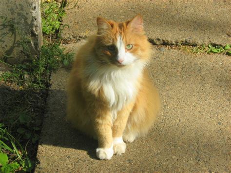 Sunny Ginger Cat — Russian Cats Pictures