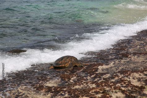Green Turtle At Laniakea Beach North Shore Oahu Hawaii Stock Photo
