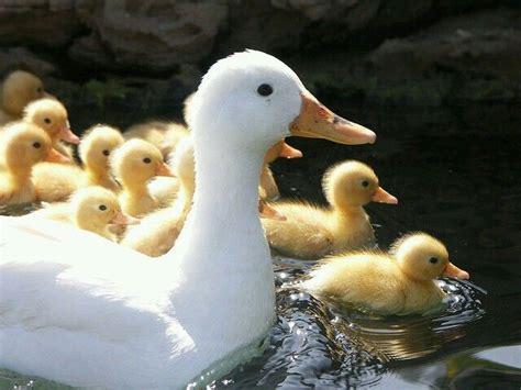 So Many Babies God Bless The Mamma Cute Ducklings Duck And