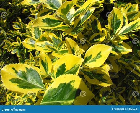 Euonymus Close Up Of A Branch With Green Yellow Leaves Popular