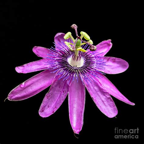 Passionate Pink Passion Flower Photograph By Sabrina L Ryan Fine Art