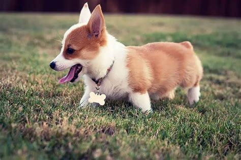 10 Amazing Things About Pembroke Corgi Corgi Facts