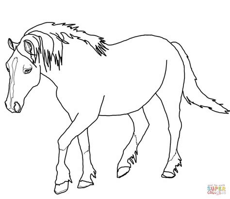 Palomino Welsh Horse Coloring Page Free Printable Coloring Pages