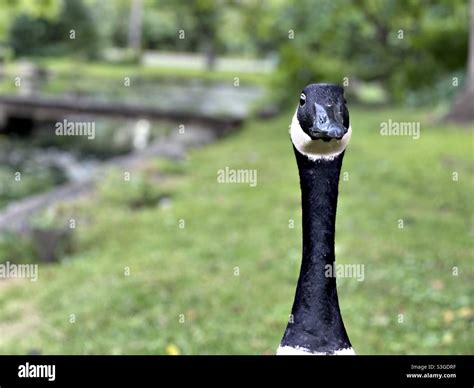 Long Neck Goose Hi Res Stock Photography And Images Alamy