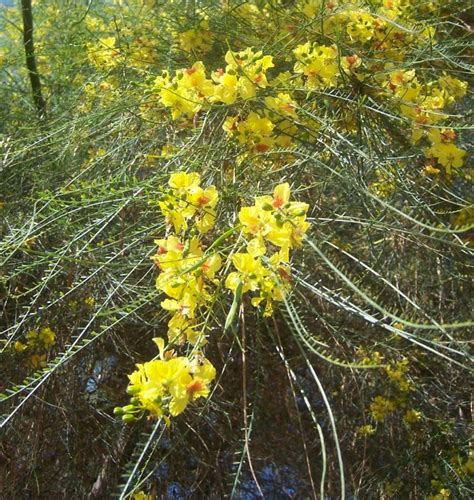 Maybe you would like to learn more about one of these? The 2 Minute Gardener: Photo - Mexican Palo Verde Tree ...