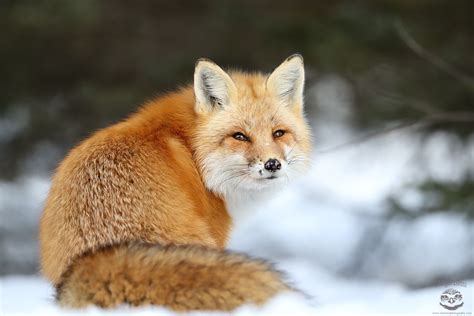 One Last Look Red Fox On A Snowy Day In Algonquin Provincial Park