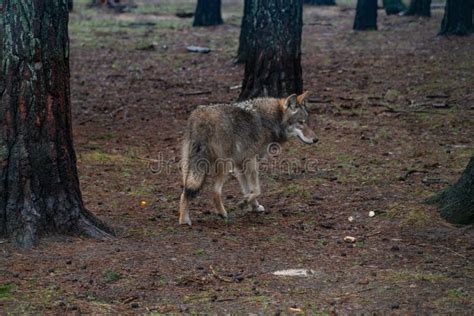 Hungry Wolf Stock Photo Image Of Gray Autumn Watching 11872238