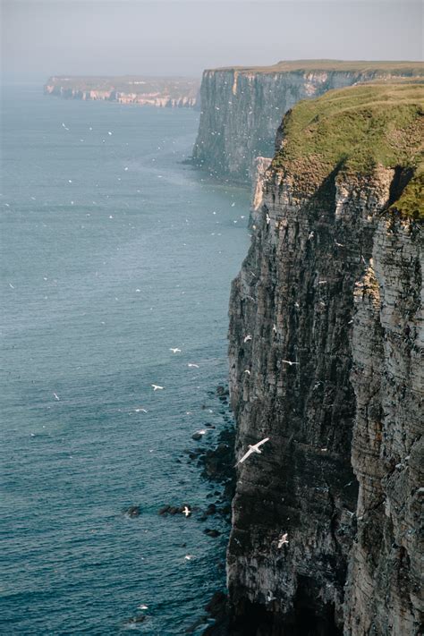 Things To Do In East Yorkshire The Rspb Bempton Cliffs April Everyday