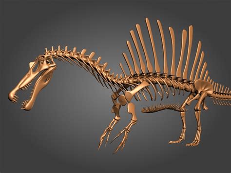 3d New Spinosaurus Skeleton Model