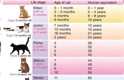 How Old Is Your Cat In Human Years Cat Age Chart Cat Years Cat Ages