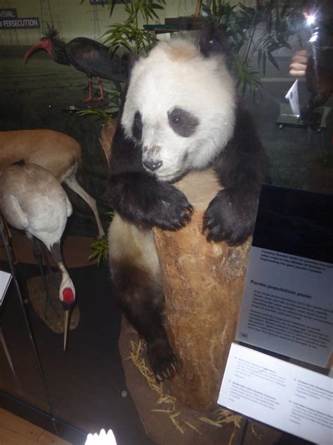 Taxidermy Specimen Of Giant Panda Ching Ching At National Museum Of