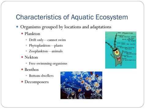 Ppt Aquatic Ecosystems Powerpoint Presentation Free Download Id