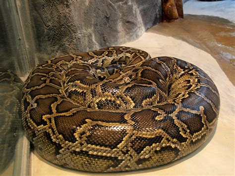 (central) african rock python など）はニシキヘビ科ニシキヘビ属に分類されるヘビである。かつてナタールニシキヘビ (学名: ビルマニシキヘビ - JapaneseClass.jp