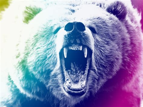 Bear Grizzly Bear Hd Wallpaper Animals Wallpaper Better