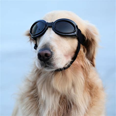 Why Do K9 Dogs Wear Goggles Animal Shelters