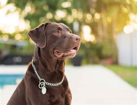 Labrador Retriever Dog Breed Information Pictures And More