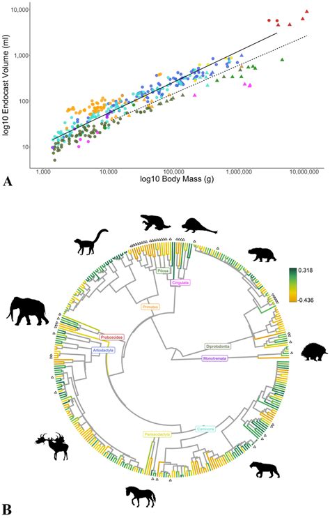 Brain Size Corrected For Body Size In Extinct Vs Extant Species A