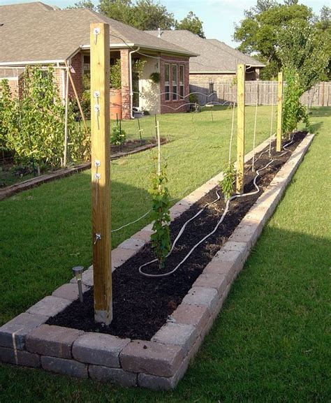 I planted these grapevines last fall and now they are really taking off. Best Trellis For Grapes | Grape trellis, Vine trellis, Backyard vineyard