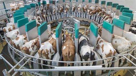 Amazing Modern Automatic Cow Farming Technology Fastest Feeding