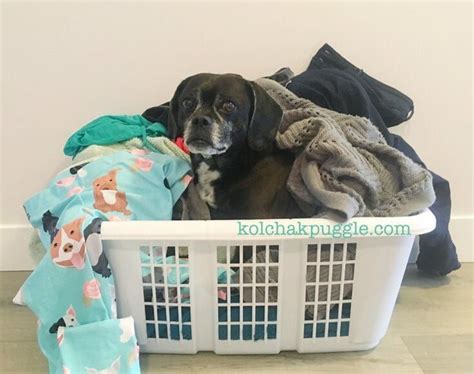 A Dog Laying In A Laundry Basket With Clothes On The Floor Next To It