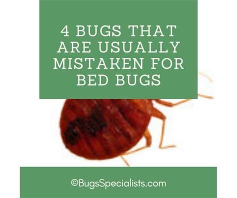 4 Bugs That Are Usually Mistaken For Bed Bugs Pest Control Heroes