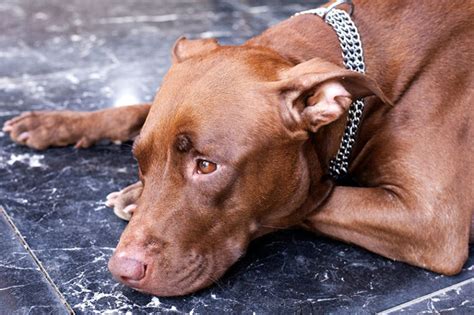 Do Pitbulls Have Allergies Vet Explained Signs Treatments And Tips