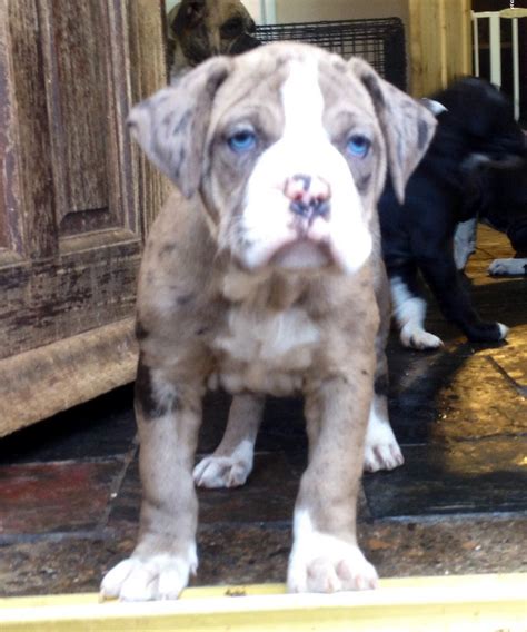 I believe the alpha blue blood is a mix between american bulldog and catahoula leopard dog. Alapaha blue blood bulldog puppies north east uk ...