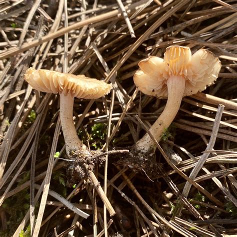 Common Gilled Mushrooms And Allies From Bond Street West Invercargill