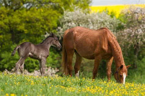 Black Foal And Mom Spring Scene By Luda Stock On Deviantart