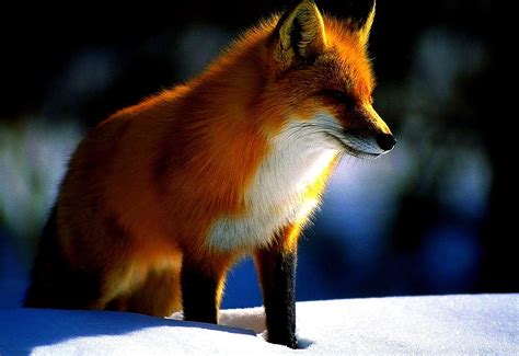 Fox Red Fox Wildlife Wallpaper 🔥 Best Free Download Backgrounds