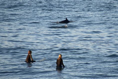 Dolphins At Bastion Point Mallacoota Victoria Caroline Jones Flickr