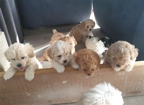 Maltese Shih Tzu Poodle X Pups Petsforhomes