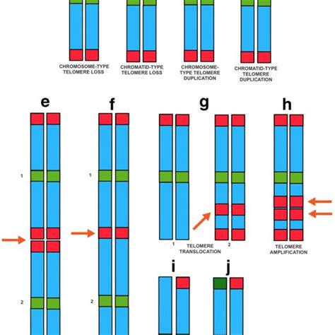 Classification Of Chromosomal Aberrations Involving Telomeres Dsb