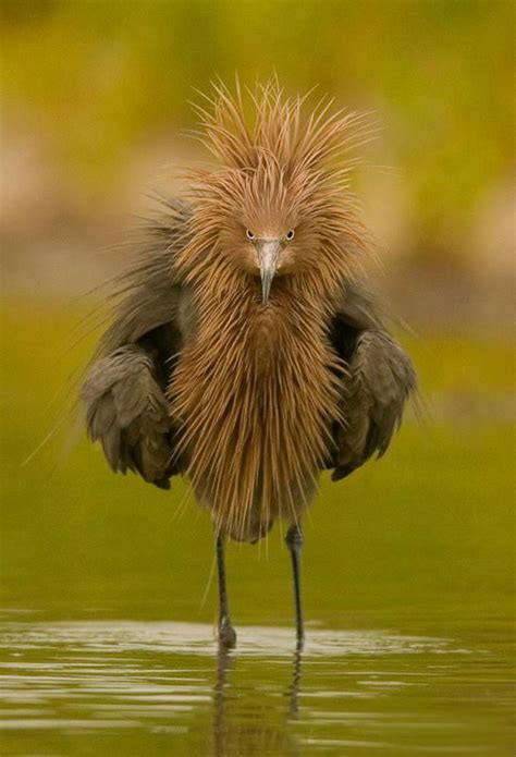 A Very Angry Bird The Reddish Egret Egretta Rufescens Image