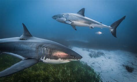 Great White Shark Facts Size Lifespan Diet Pictures