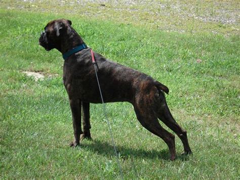 Boxer Forum Boxer Breed Dog Forums Dog Forum Boxer Breed Deep Red