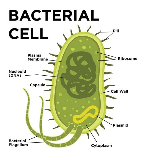 Simple Diagram Of Bacteria