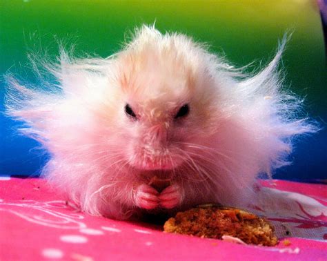 Funny Hamsters Random Photo 21621846 Fanpop