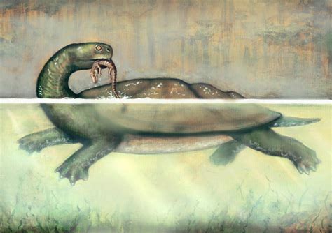 Smithsonian Insider Giant Prehistoric Turtle From Colombia Chomped