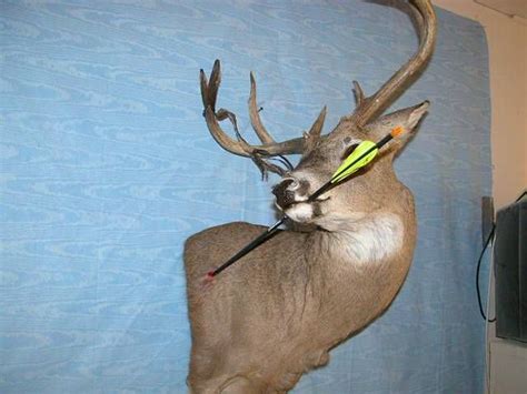 Pin On Deer And Wildlife Mounts