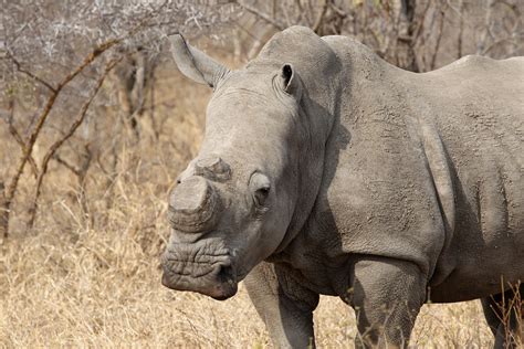 Domestic Sale Of Rhino Horn Is Now Legal In South Africa