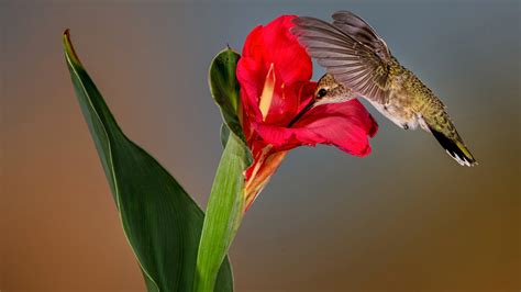 Green Bird Is Sucking Nectar From Red Flower In Blur