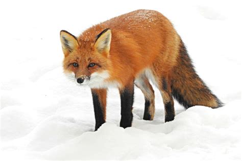 Red Fox Vulpes Vulpes · Inaturalist Australia