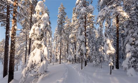 Skiing Through The Winter Forest › Way Up North