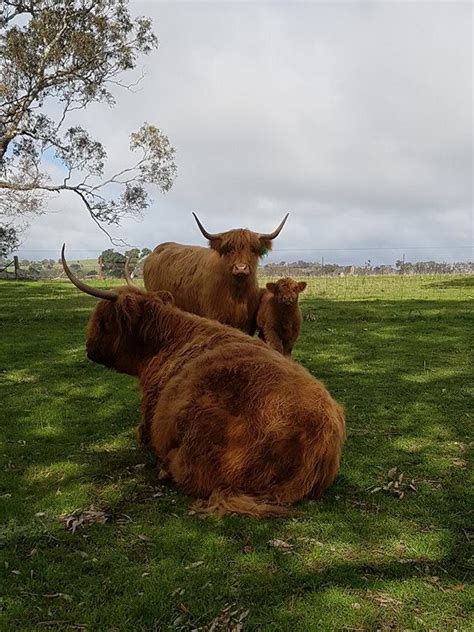 Winter Rain Australian Highland Cattle