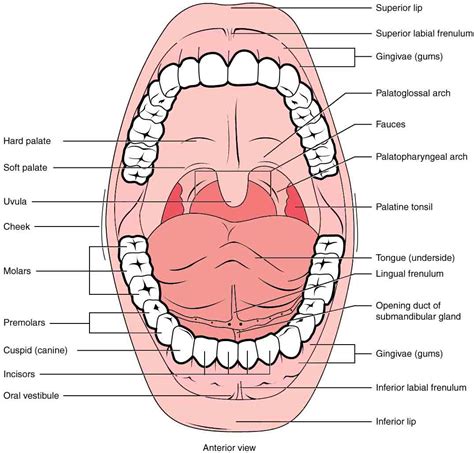 Oral Cavity Anatomy Without Label