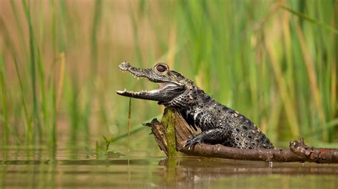 Difference Between Crocodile Caiman Alligator